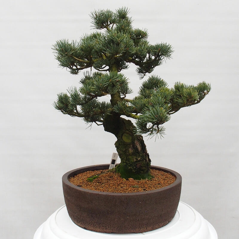 Bonsai da esterno - Pinus parviflora - Pinus parviflora