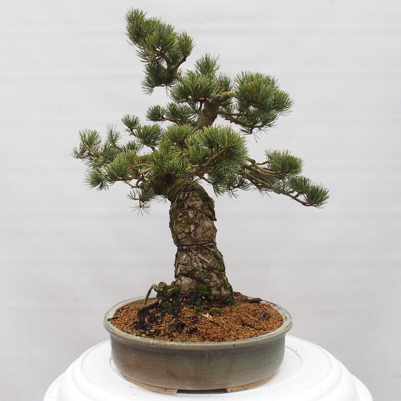 Bonsai da esterno - Pinus parviflora - Pinus parviflora