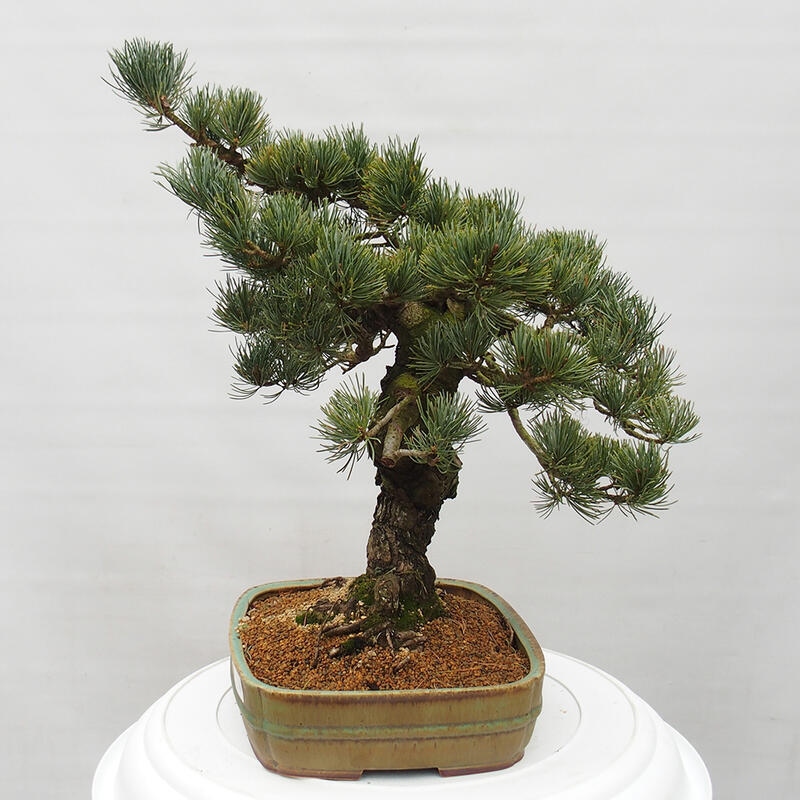 Bonsai da esterno - Pinus parviflora - Pinus parviflora