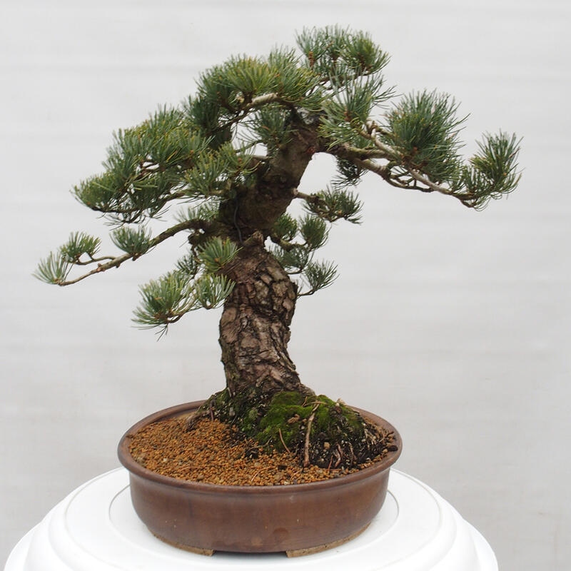 Bonsai da esterno - Pinus parviflora - Pinus parviflora