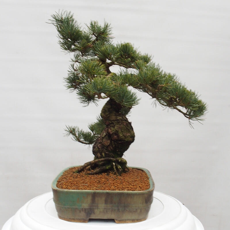 Bonsai da esterno - Pinus parviflora - Pinus parviflora