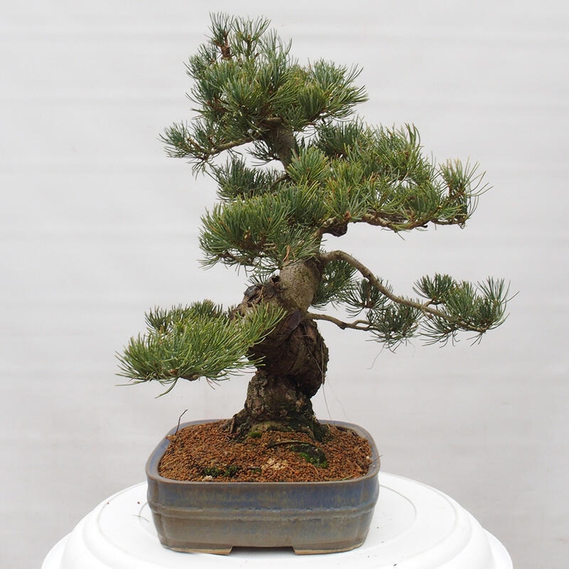 Bonsai da esterno - Pinus parviflora - Pinus parviflora