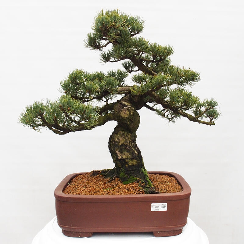 Bonsai da esterno - Pinus parviflora - Pinus parviflora