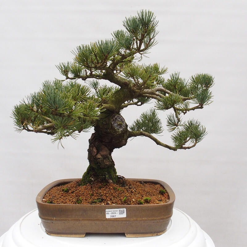 Bonsai da esterno - Pinus parviflora - Pinus parviflora
