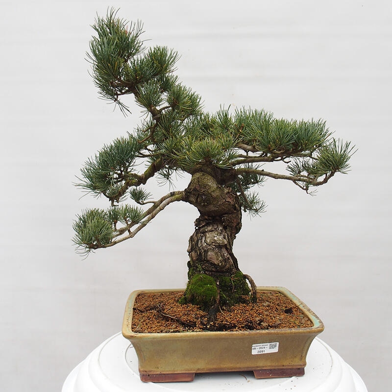 Bonsai da esterno - Pinus parviflora - Pinus parviflora