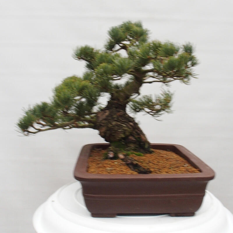 Bonsai da esterno - Pinus parviflora - Pinus parviflora