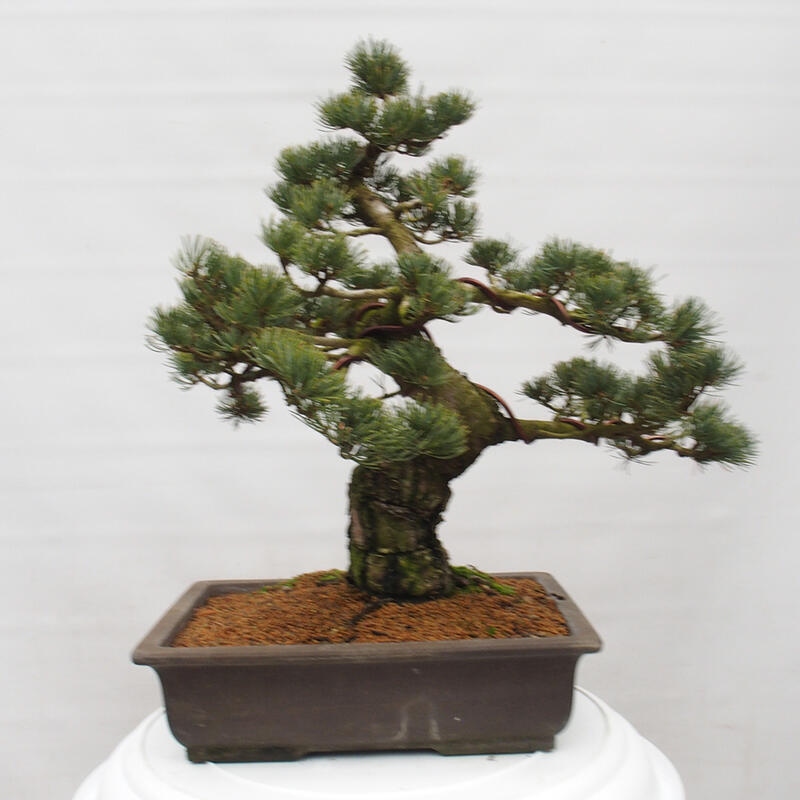 Bonsai da esterno - Pinus parviflora - Pinus parviflora