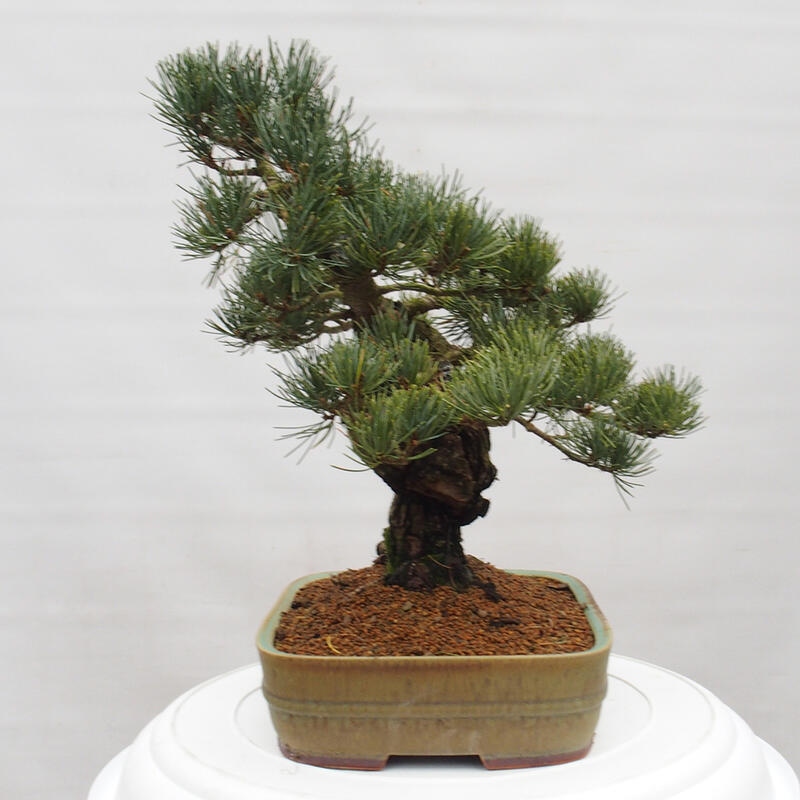 Bonsai da esterno - Pinus parviflora - Pinus parviflora