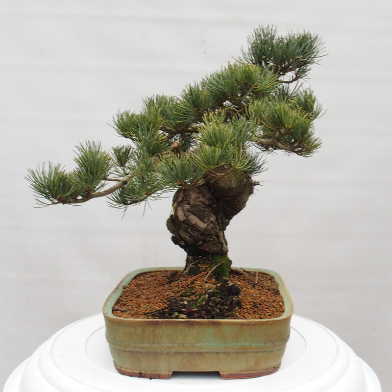 Bonsai da esterno - Pinus parviflora - Pinus parviflora