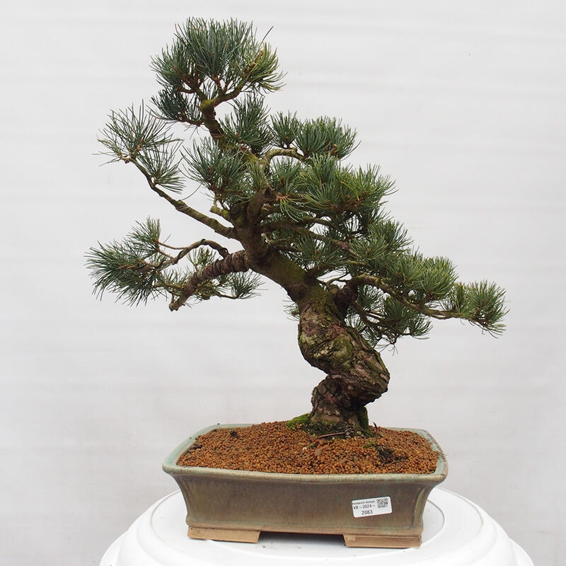 Bonsai da esterno - Pinus parviflora - Pinus parviflora
