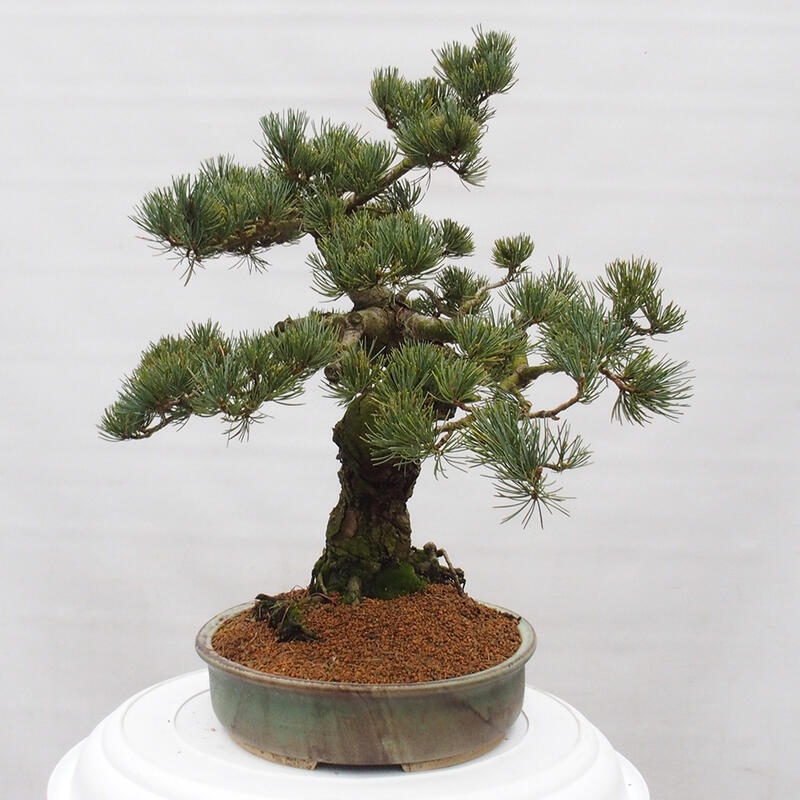 Bonsai da esterno - Pinus parviflora - Pinus parviflora