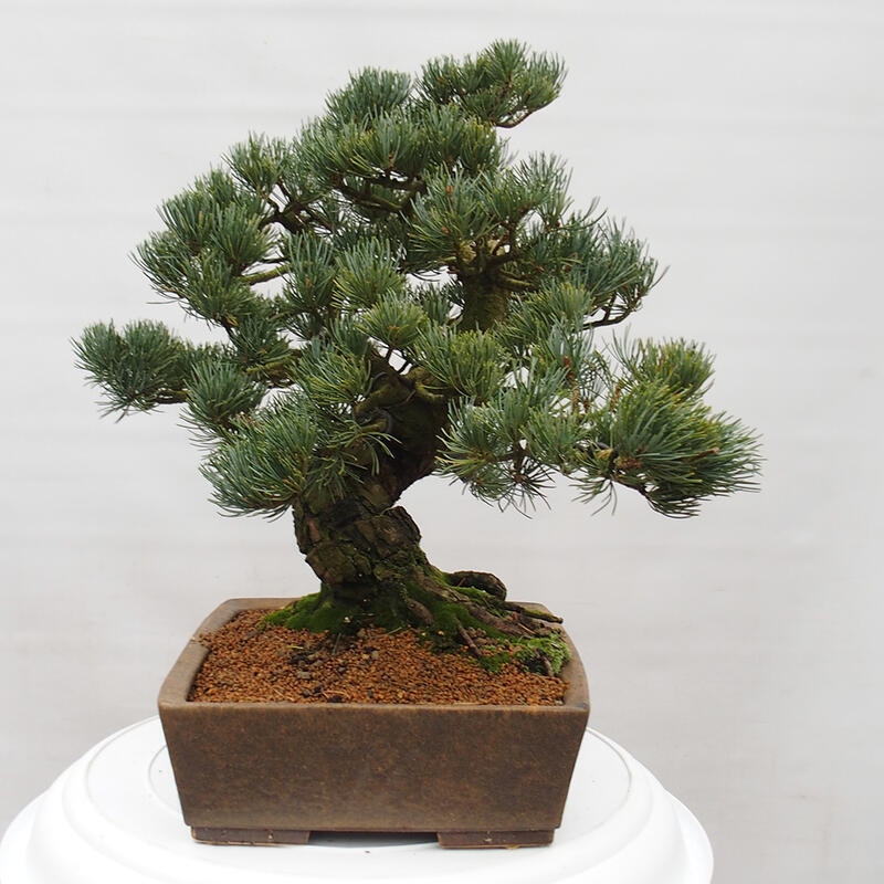 Bonsai da esterno - Pinus parviflora - Pinus parviflora