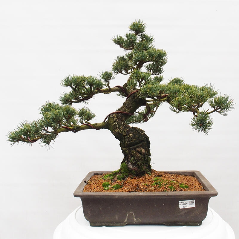 Bonsai da esterno - Pinus parviflora - Pinus parviflora
