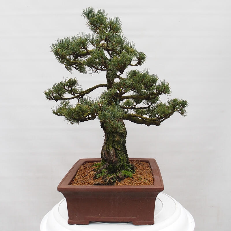 Bonsai da esterno - Pinus parviflora - Pinus parviflora