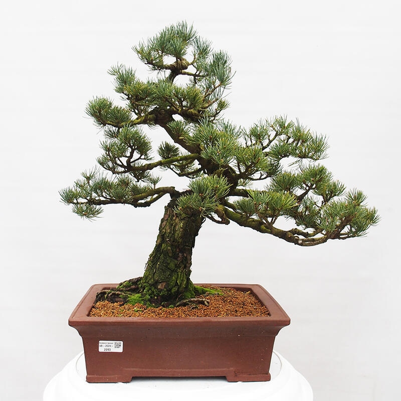 Bonsai da esterno - Pinus parviflora - Pinus parviflora