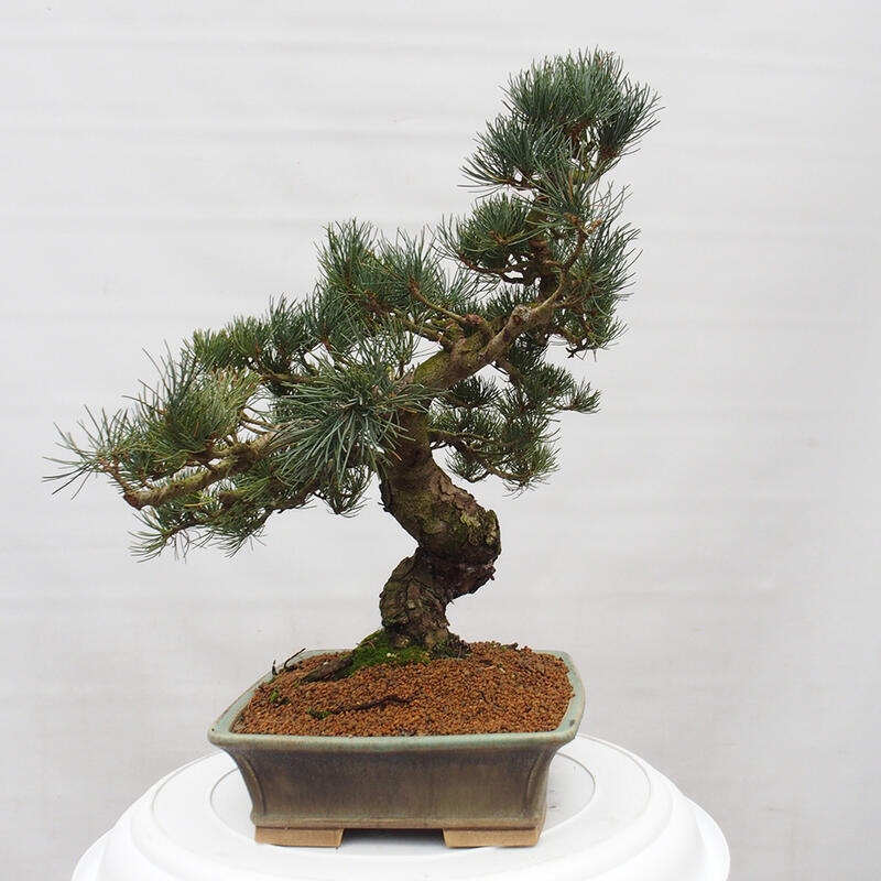 Bonsai da esterno - Pinus parviflora - Pinus parviflora