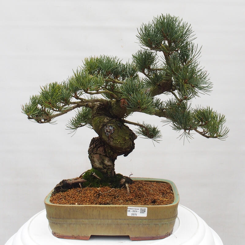 Bonsai da esterno - Pinus parviflora - Pinus parviflora