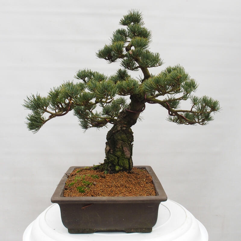 Bonsai da esterno - Pinus parviflora - Pinus parviflora