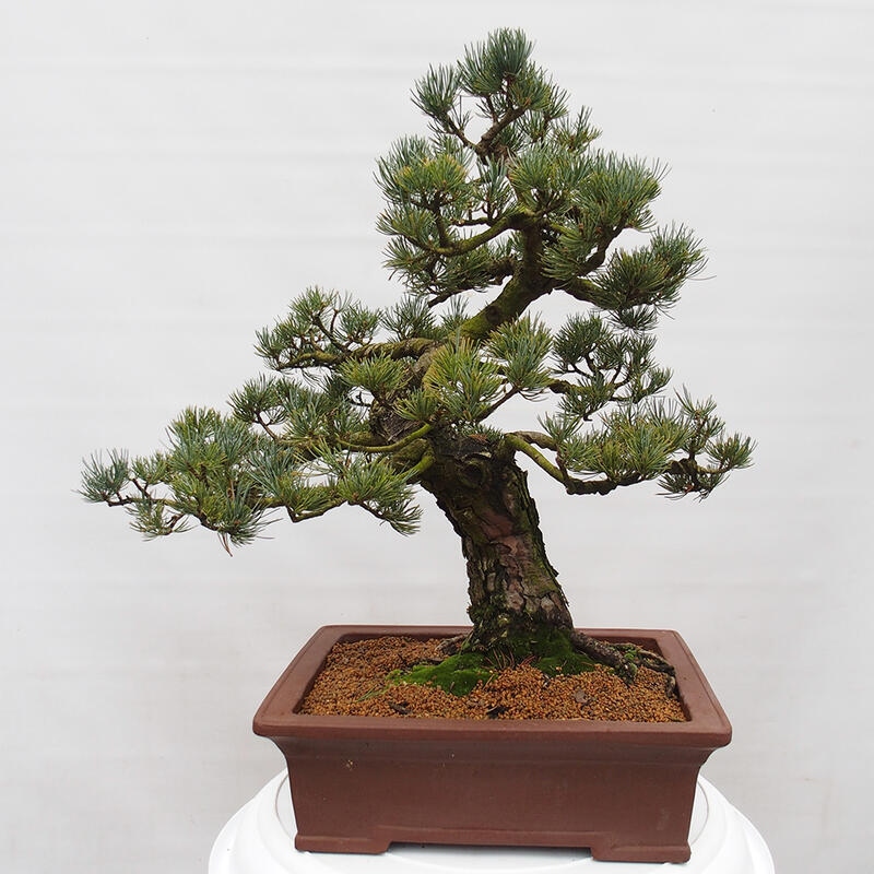 Bonsai da esterno - Pinus parviflora - Pinus parviflora