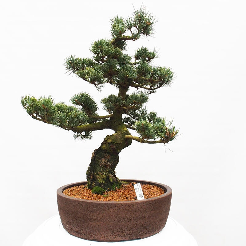Bonsai da esterno - Pinus parviflora - Pinus parviflora