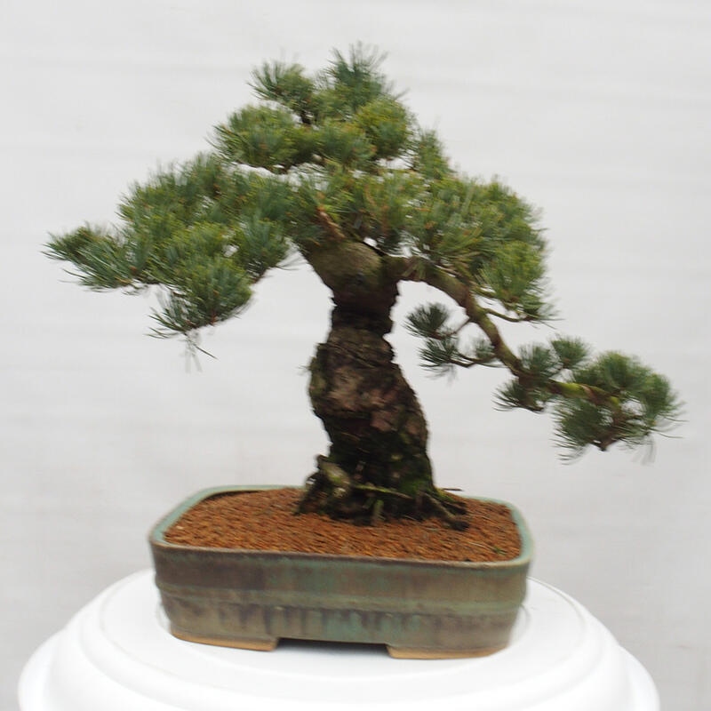 Bonsai da esterno - Pinus parviflora - Pinus parviflora