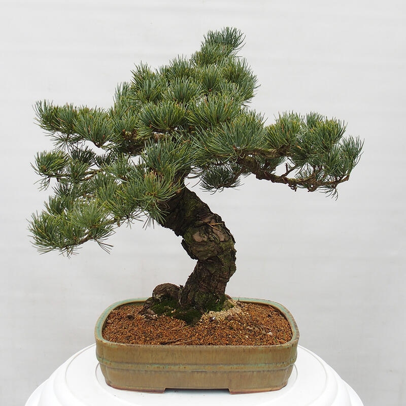 Bonsai da esterno - Pinus parviflora - Pinus parviflora