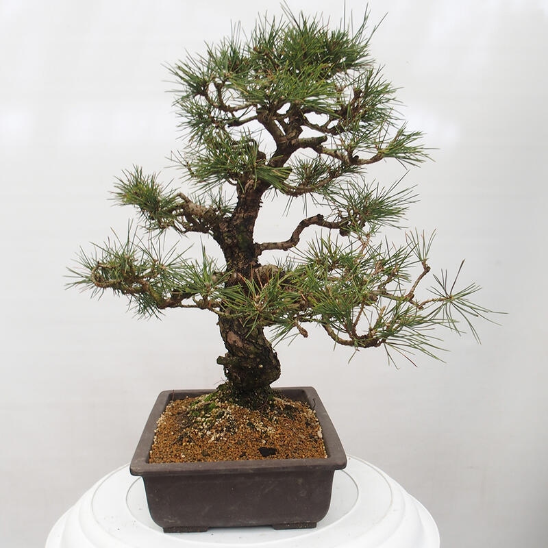 Bonsai da esterno - Pinus thunbergii - Pino di Thunberg