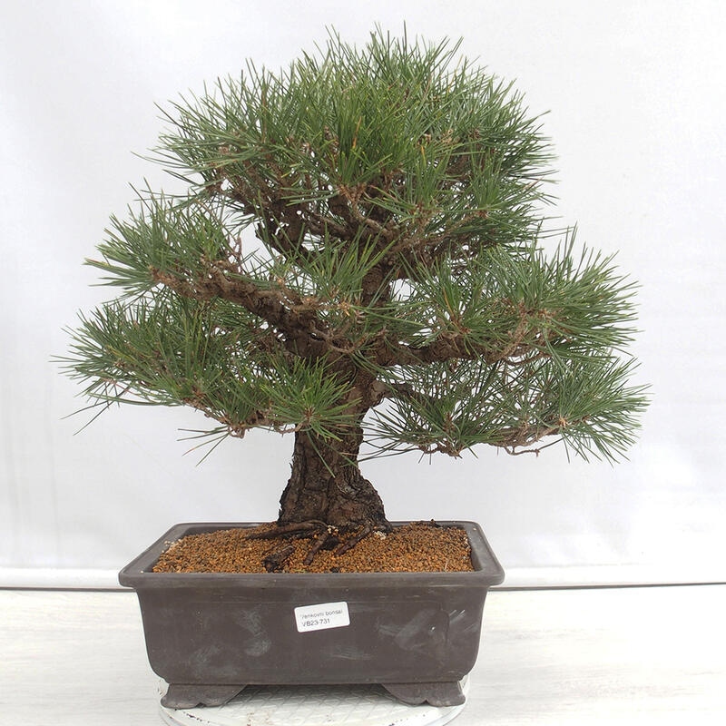 Bonsai da esterno - Pinus thunbergii - Pino di Thunberg