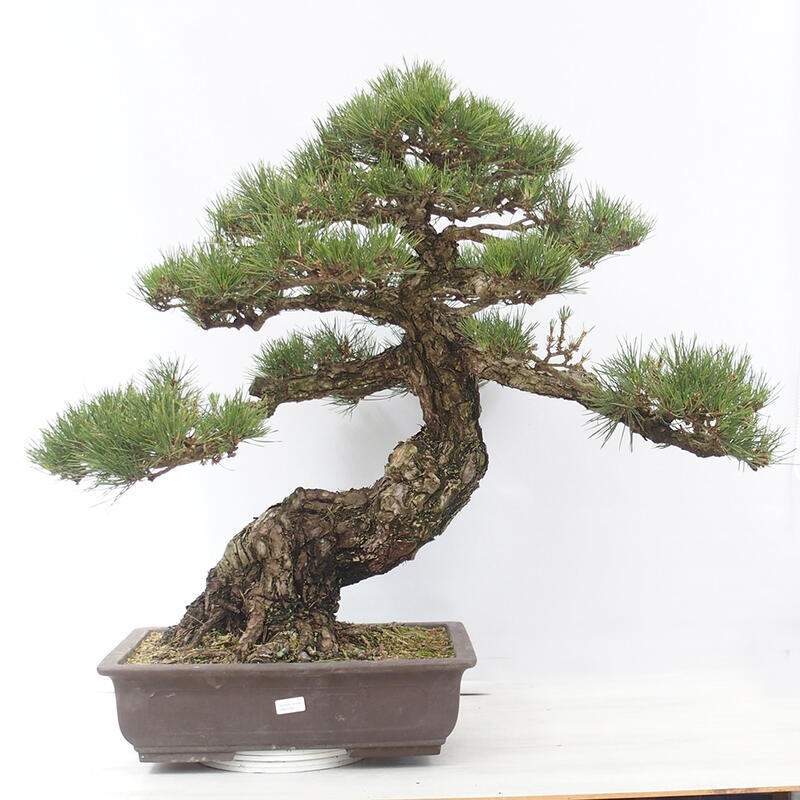 Bonsai da esterno - Pinus thunbergii - Pino di Thunberg