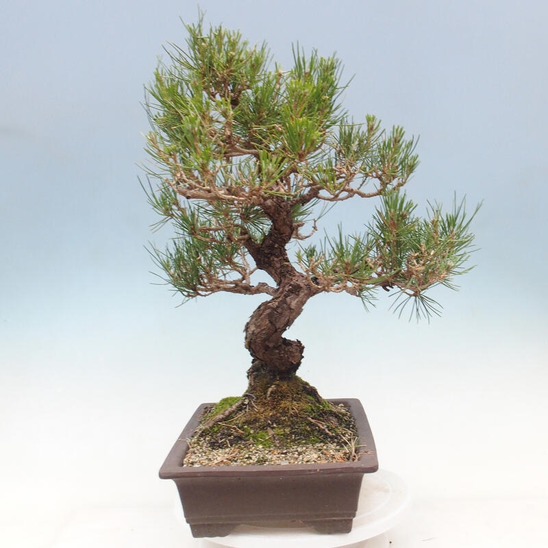 Bonsai da esterno - Pinus thunbergii - Pino di Thunberg