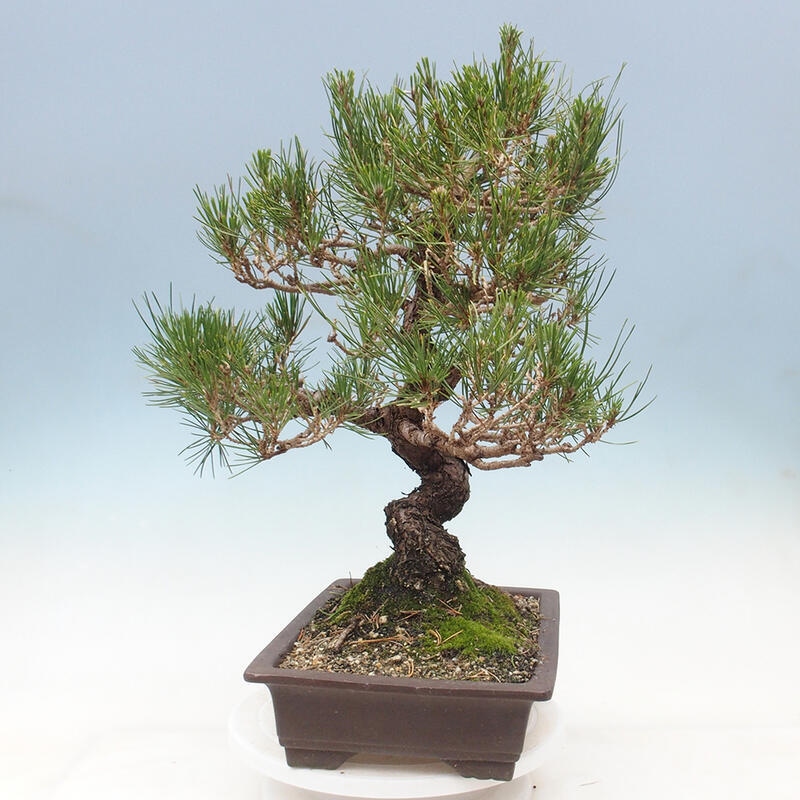 Bonsai da esterno - Pinus thunbergii - Pino di Thunberg