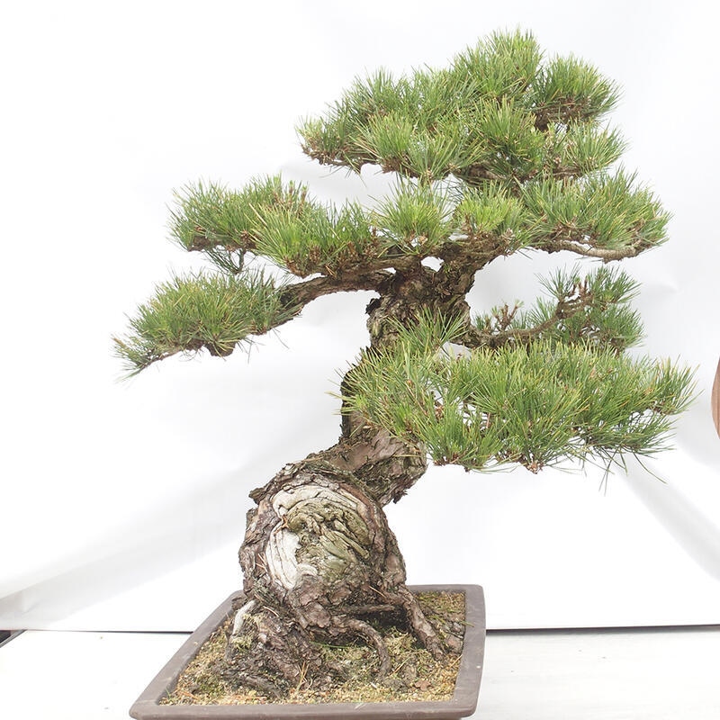 Bonsai da esterno - Pinus thunbergii - Pino di Thunberg