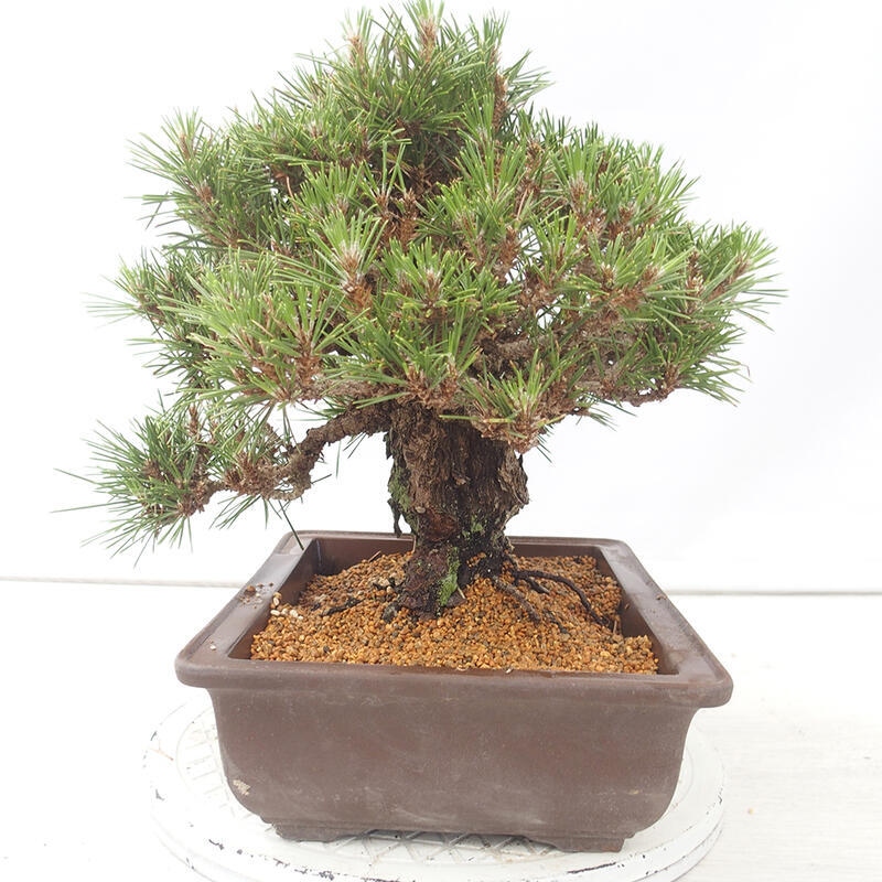 Bonsai da esterno - Pinus thunbergii - Pino di Thunberg