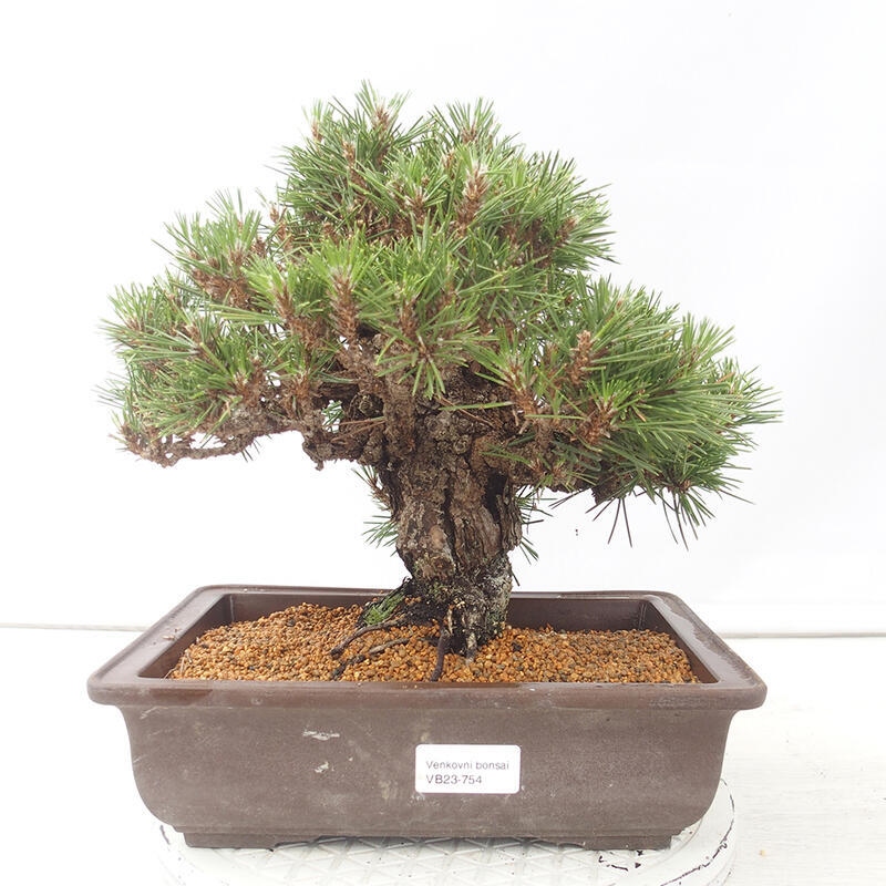 Bonsai da esterno - Pinus thunbergii - Pino di Thunberg