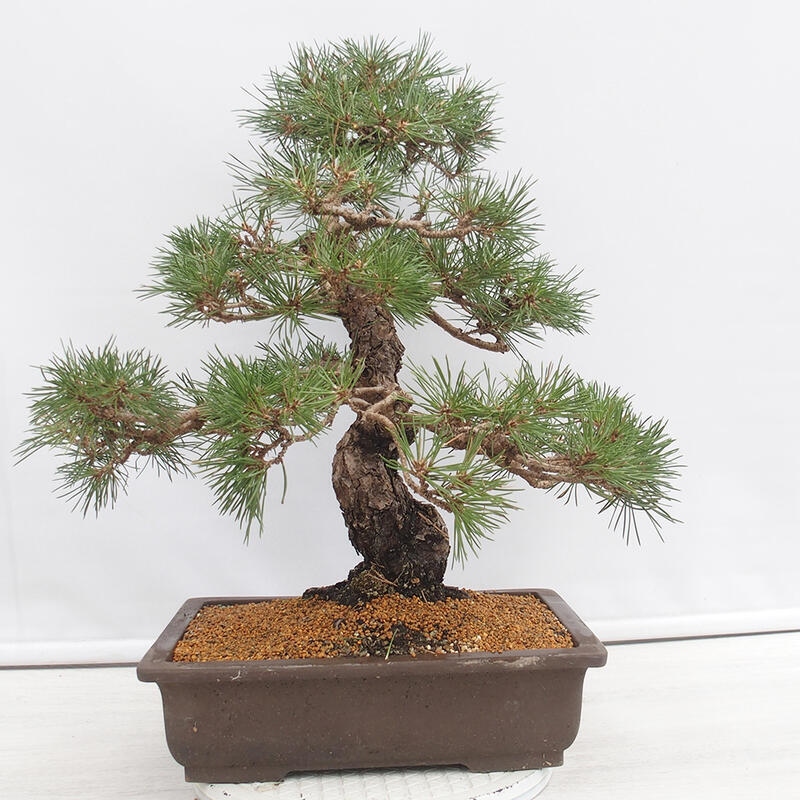 Bonsai da esterno - Pinus thunbergii - Pino di Thunberg