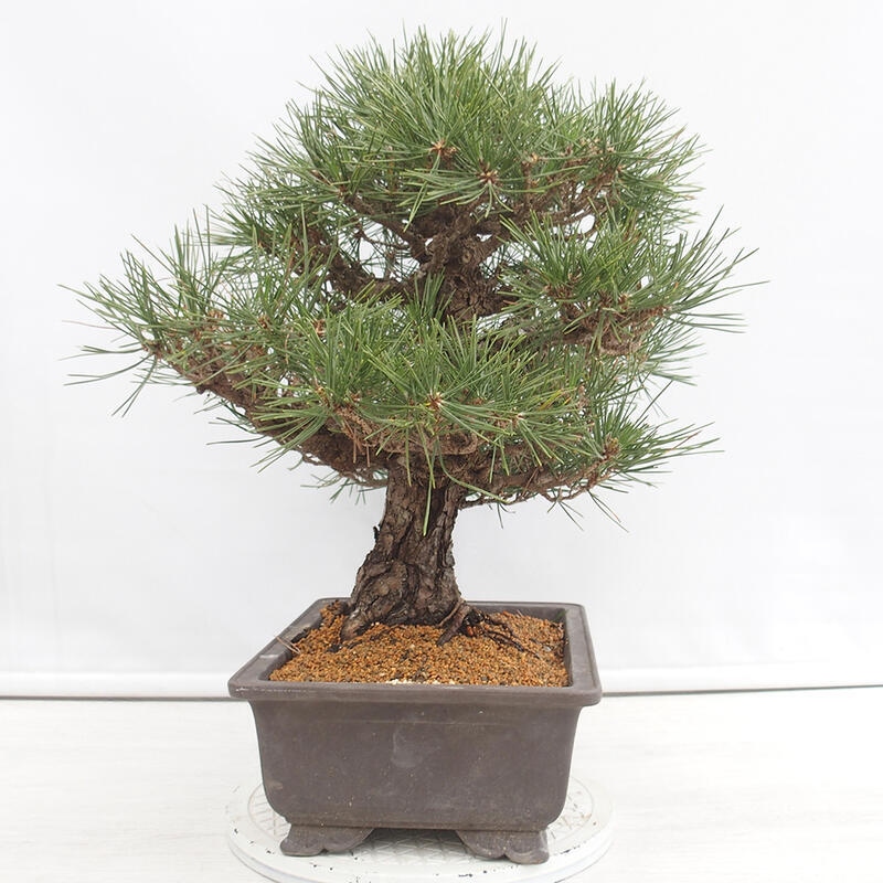 Bonsai da esterno - Pinus thunbergii - Pino di Thunberg