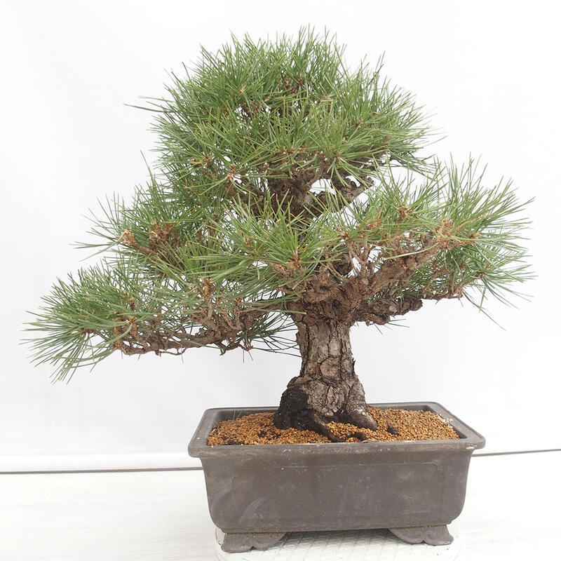 Bonsai da esterno - Pinus thunbergii - Pino di Thunberg