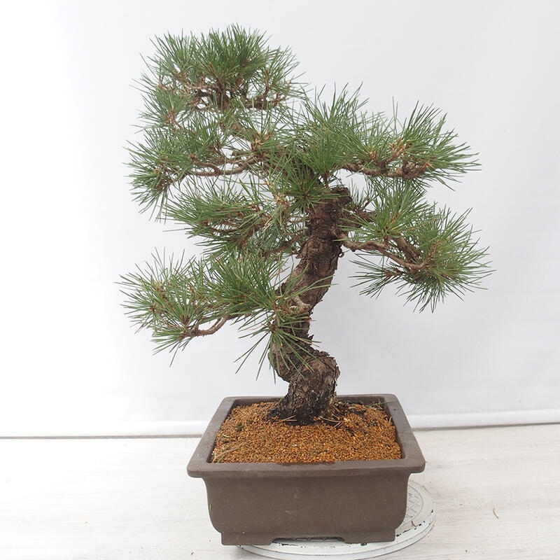 Bonsai da esterno - Pinus thunbergii - Pino di Thunberg