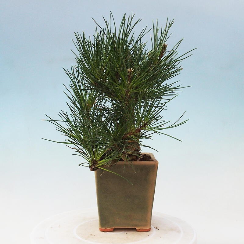 Bonsai da esterno - Pinus thunbergii - Pino di Thunberg