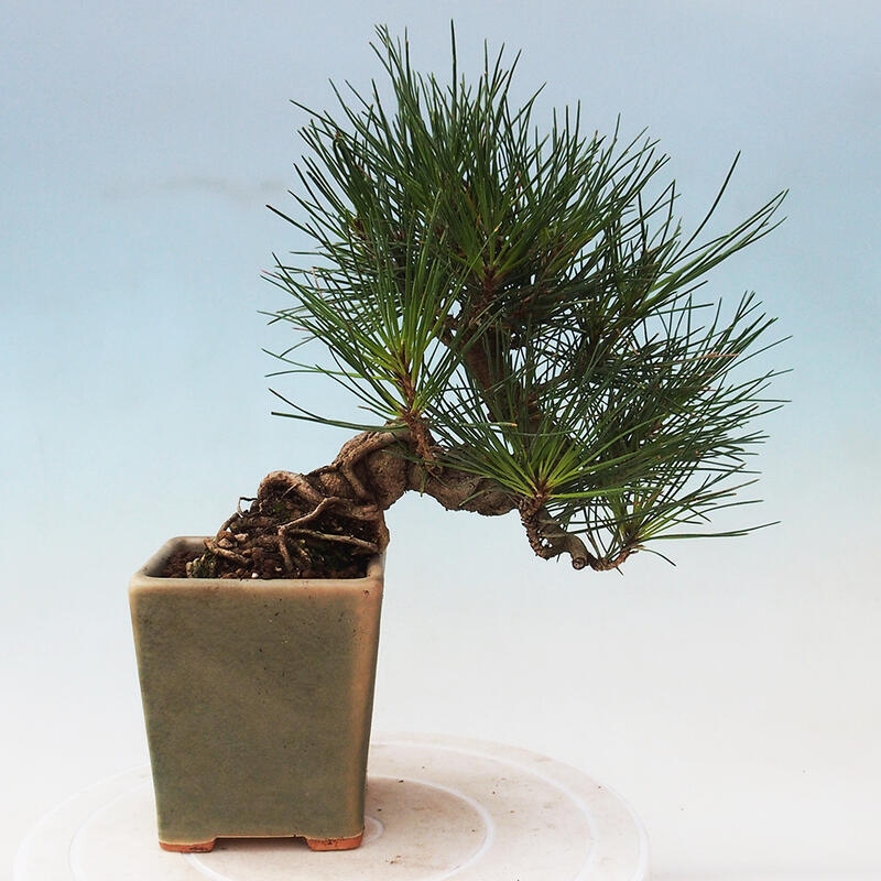 Bonsai da esterno - Pinus thunbergii - Pino di Thunberg