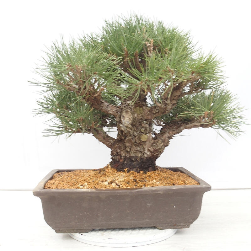 Bonsai da esterno - Pinus thunbergii - Pino di Thunberg