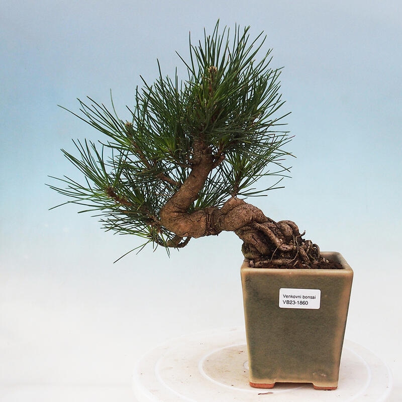 Bonsai da esterno - Pinus thunbergii - Pino di Thunberg