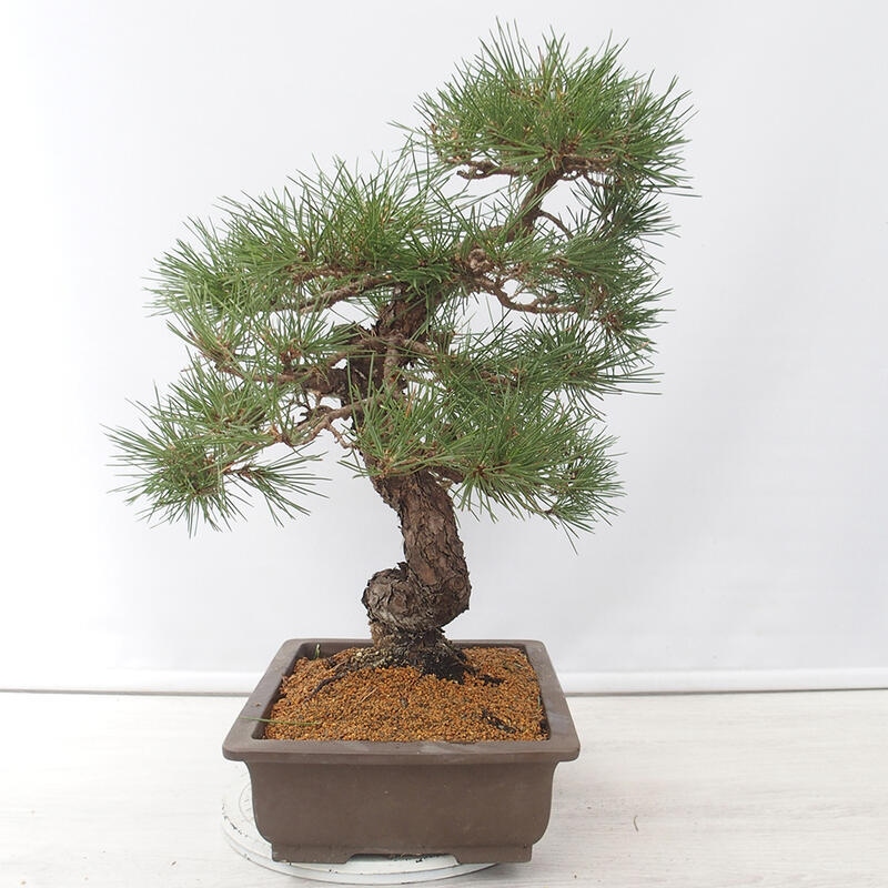 Bonsai da esterno - Pinus thunbergii - Pino di Thunberg