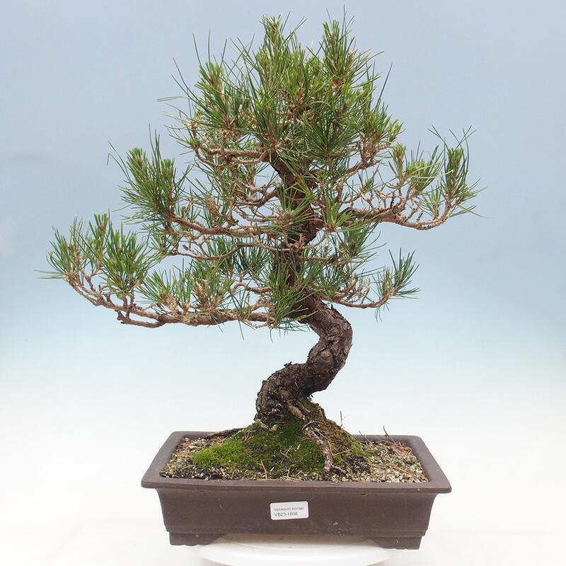 Bonsai da esterno - Pinus thunbergii - Pino di Thunberg