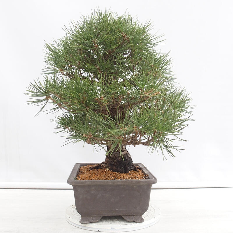 Bonsai da esterno - Pinus thunbergii - Pino di Thunberg