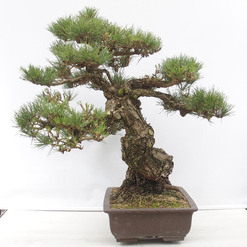 Bonsai da esterno - Pinus thunbergii - Pino di Thunberg