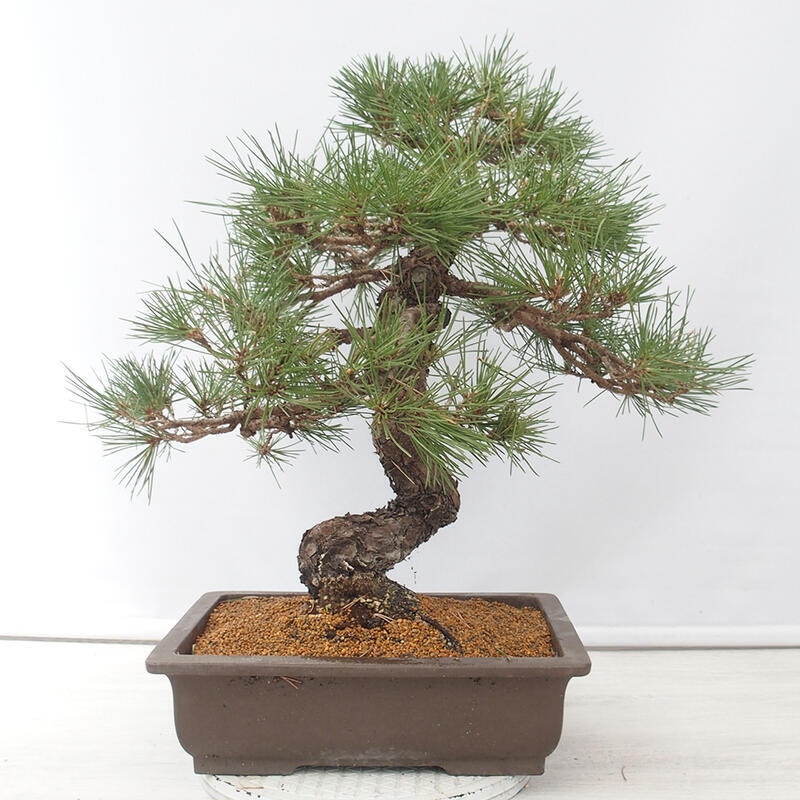 Bonsai da esterno - Pinus thunbergii - Pino di Thunberg