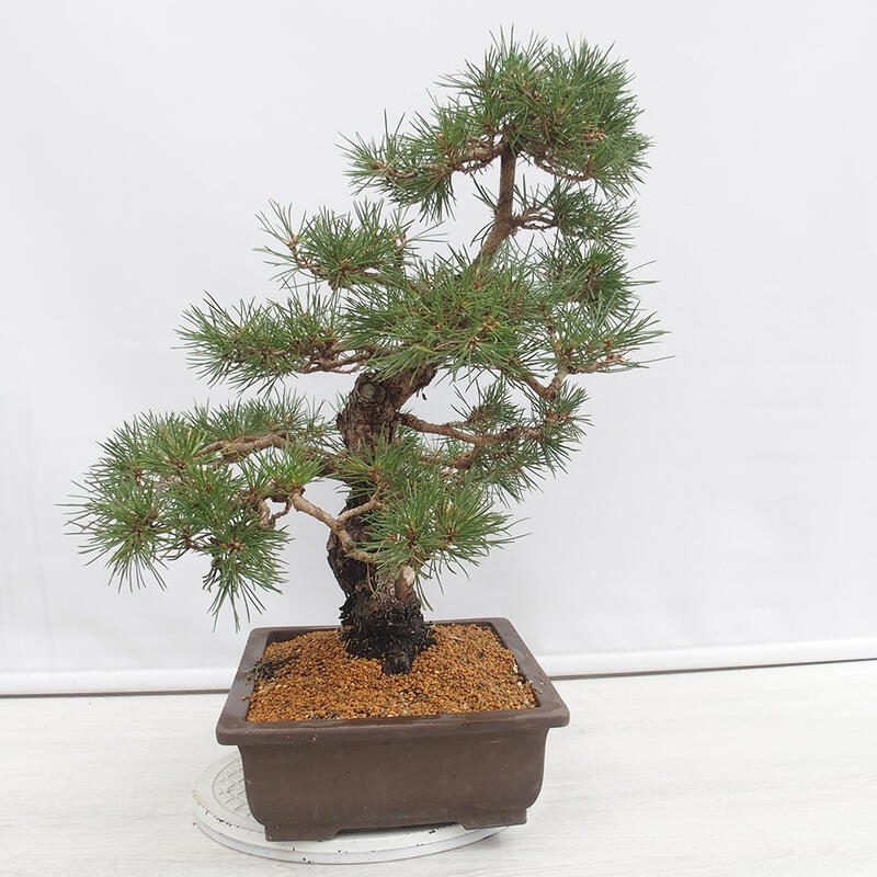 Bonsai da esterno - Pinus thunbergii - Pino di Thunberg