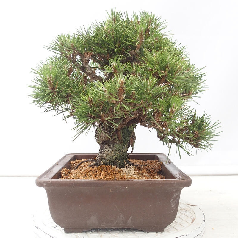 Bonsai da esterno - Pinus thunbergii - Pino di Thunberg
