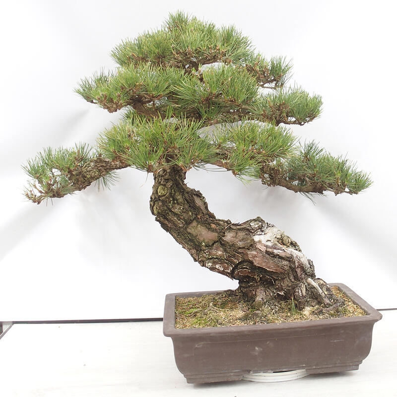 Bonsai da esterno - Pinus thunbergii - Pino di Thunberg